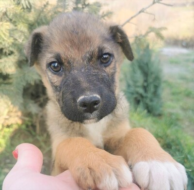 Raul, Mischling Welpen - Rüde
