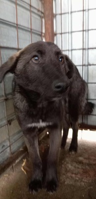 Ravioli, jung, sanft und bereit anzukommen