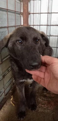 Ravioli, jung, sanft und bereit anzukommen, Mischling - Hündin