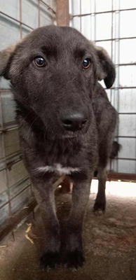 Ravioli, jung, sanft und bereit anzukommen, Mischling - Hündin