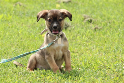Ray, Mischling Welpen - Rüde