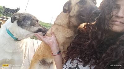 Raya wartet auf Liebe und Geborgenheit, Mischling - Hündin