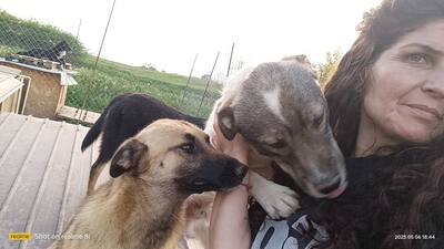 Raya wartet auf Liebe und Geborgenheit, Mischling - Hündin