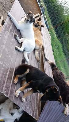 Raya wartet auf Liebe und Geborgenheit, Mischling - Hündin