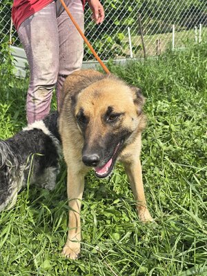 Raya wartet auf Liebe und Geborgenheit, Mischling - Hündin