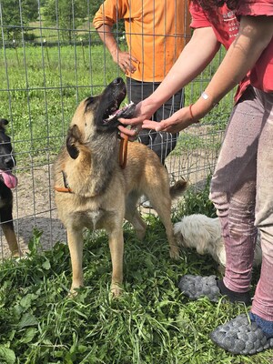 Raya wartet auf Liebe und Geborgenheit, Mischling - Hündin