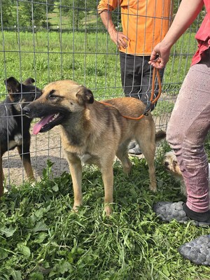 Raya wartet auf Liebe und Geborgenheit, Mischling - Hündin