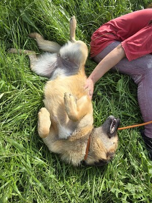 Raya wartet auf Liebe und Geborgenheit, Mischling - Hündin