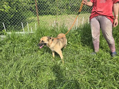 Raya wartet auf Liebe und Geborgenheit, Mischling - Hündin