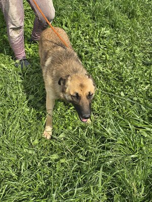 Raya wartet auf Liebe und Geborgenheit, Mischling - Hündin