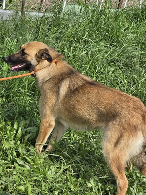 Raya wartet auf Liebe und Geborgenheit, Mischling - Hündin