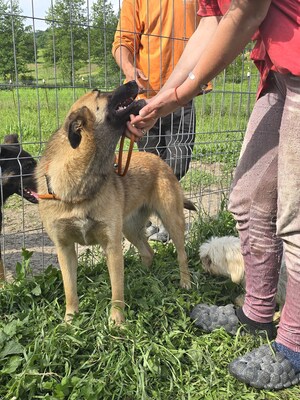 Raya wartet auf Liebe und Geborgenheit, Mischling - Hündin