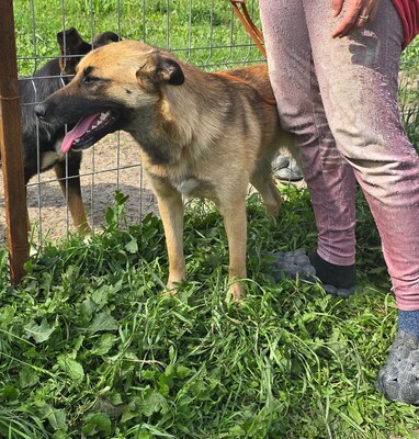 Raya wartet auf Liebe und Geborgenheit, Mischling - Hündin