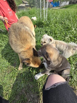 Raya wartet auf Liebe und Geborgenheit, Mischling - Hündin