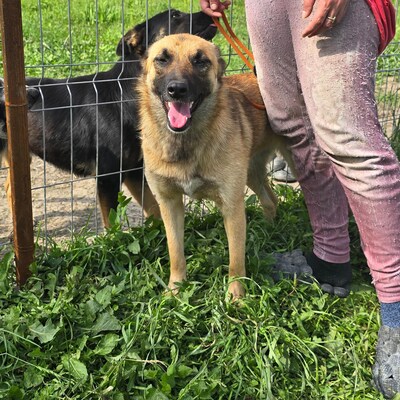 Raya wartet auf Liebe und Geborgenheit, Mischling - Hündin