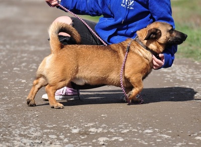 Raymond, Mischling - Rüde