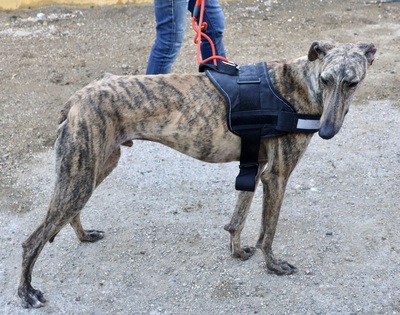 Rayo, Galgo Espanol - Rüde