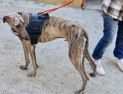 Rayo, Galgo Espanol - Rüde