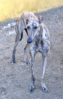 Rayo, Galgo Espanol - Rüde