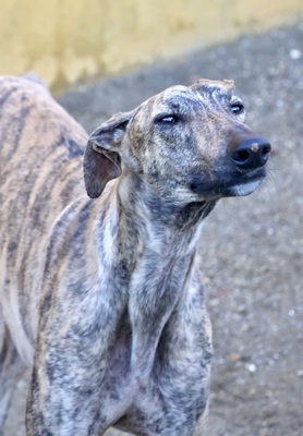 Rayo, Galgo Espanol - Rüde