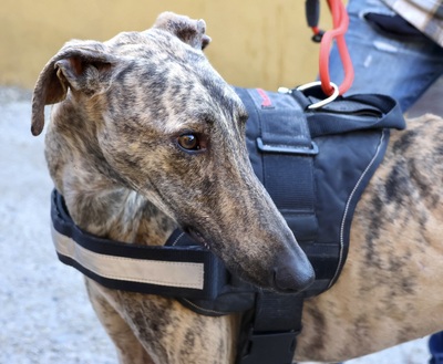 Rayo, Galgo Espanol - Rüde