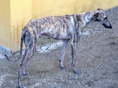 Rayo, Galgo Espanol - Rüde