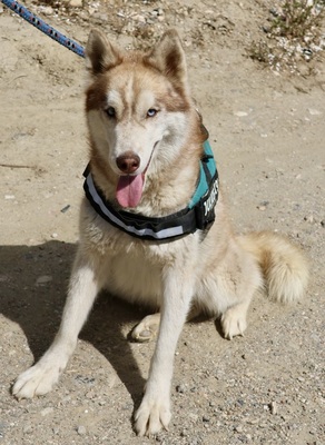 Rayo, Husky - Mix - Rüde