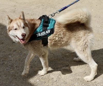 Rayo, Husky - Mix - Rüde