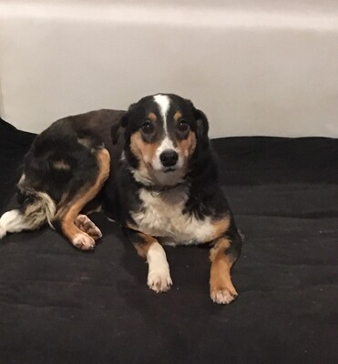 Rea, Rea sucht neues Zuhause - Hündin