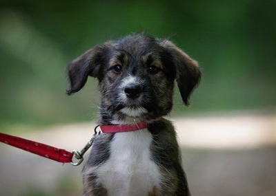 Rebbi, Mischling Welpen - Hündin