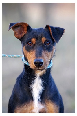 Rebekka, Fox / Pinscher Mix - Hündin