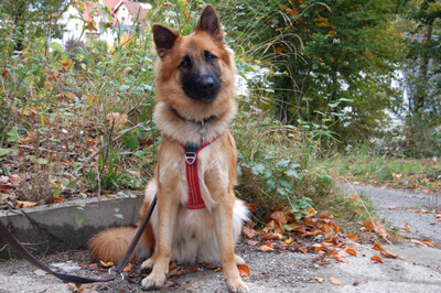 Red Buddy: Junger Harzer Fuchs, Harzer Fuchs - Rüde