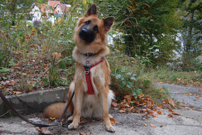 Red Buddy: Junger Harzer Fuchs, Harzer Fuchs - Rüde