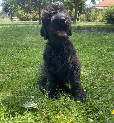 Red Daybreak, Russischer Schwarzer Terrier Welpen - Hündin