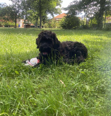 Red Daybreak, Russischer Schwarzer Terrier Welpen - Hündin