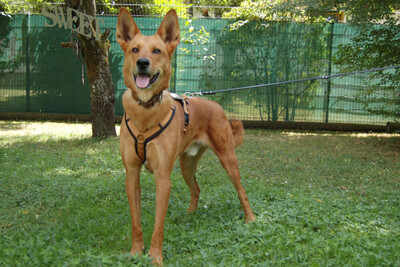 Red Teddy, Mischling - Rüde