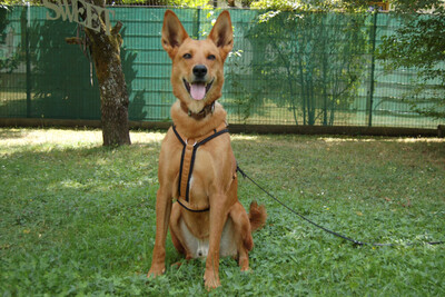 Red Teddy, Mischling - Rüde