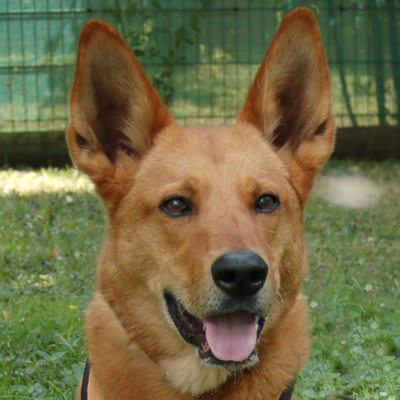 Red Teddy, Mischling - Rüde
