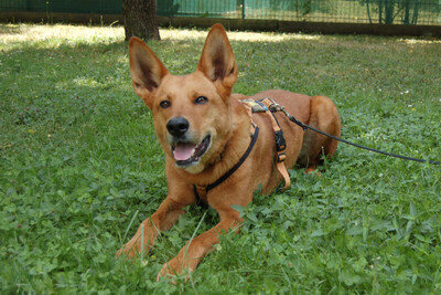 Red Teddy, Mischling - Rüde