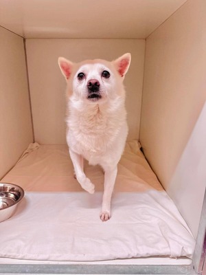 💐 Reed (M), ca. 9 Jahre, ca. 37cm, Slowakei - zuvorkommend und ruhig, Mischling - Rüde