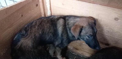 Reggie – leise, sensibel und auf der Suche nach Sicherheit