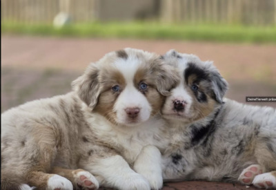 Registrierte Australian Shepherds abzugeben!, Australian Shepherd Welpen - Rüde