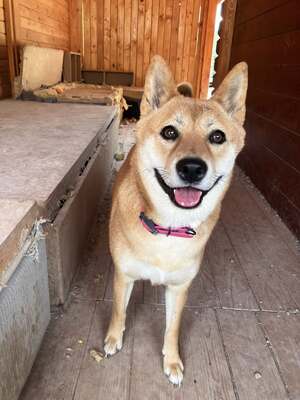 Reika, Shiba Inu (Mix) - Hündin