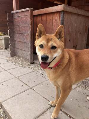 Reika, Shiba Inu (Mix) - Hündin