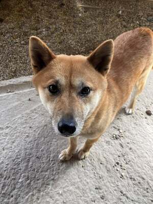 Reika, Shiba Inu (Mix) - Hündin