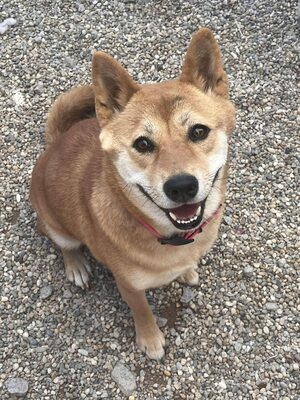 Reika, Shiba Inu (Mix) - Hündin