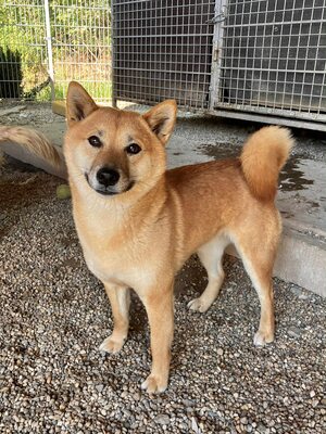 Reika, Shiba Inu (Mix) - Hündin