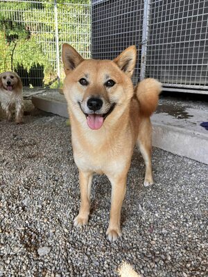Reika, Shiba Inu (Mix) - Hündin