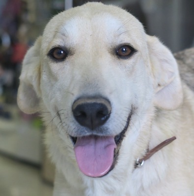 Reina, Labrador Mix - Hündin