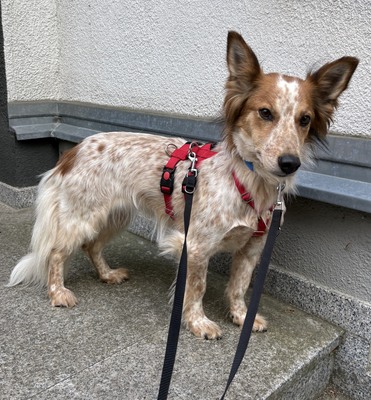 Reina, Mix - Hündin